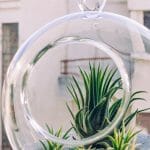 Garden Globe